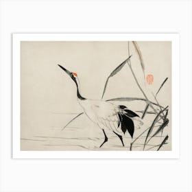 Crane In Water Art Print