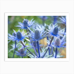 Sea Holly Flowers Art Print