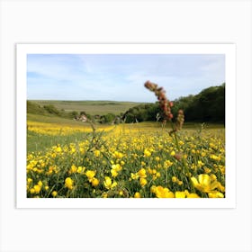 Field Of Yellow Flowers in England Art Print