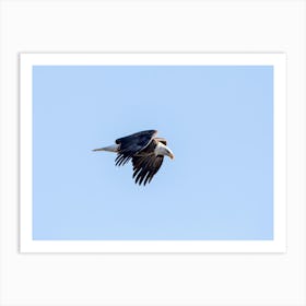 Powerful Eagle In Flight Art Print