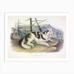 Hare Indian Dog, John James Audubon Art Print