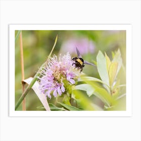 Bumblebee On Bergamot Art Print