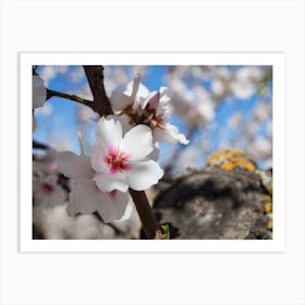 White almond blossoms and wood Art Print