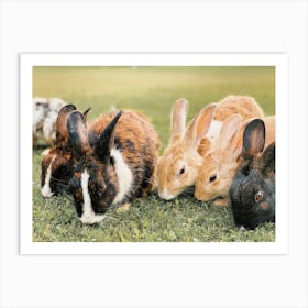 Group Of Bunny Rabbits Art Print