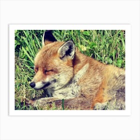 Red Fox Sleeping in the Grass Countryside Art Print