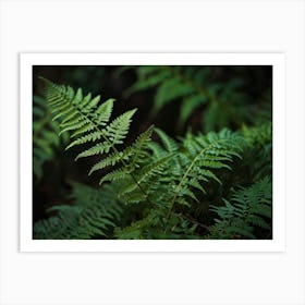 fern leaf 1 Art Print