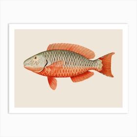 Red Emperor Fish Art Print