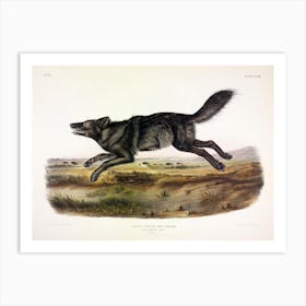 Black American Wolf, John James Audubon Art Print