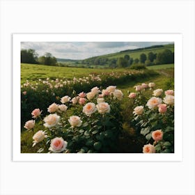 Field Of Roses Art Print