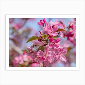 Apple Blossoms In Pink Art Print