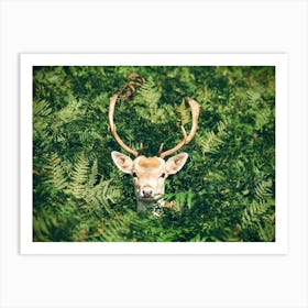 Deer Among Green Fern Art Print