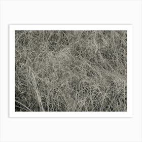 Grass (1933), Alfred Stieglitz Art Print