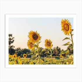 Summer Sunset Sunflowers Art Print