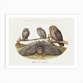 Four Owls (1575 1580) Painting In High Resolution By Joris Hoefnagel, Joris Hoefnagel Art Print