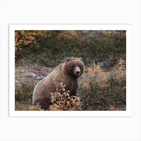 Autumn Brown Bear Art Print