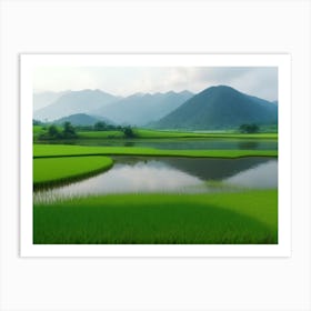 Rice Paddy Field Art Print