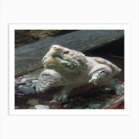 Snapping turtle 1 Art Print