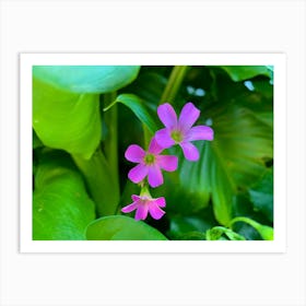 Purple Flowers Art Print