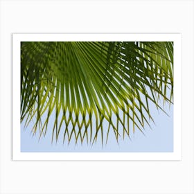 Palm leaf against a blue sky Art Print