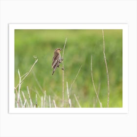 Female Redwinged Blackbird In The Prairie Art Print