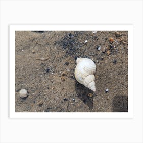 Shell On The Beach 1 Art Print