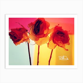 Roses Art Print