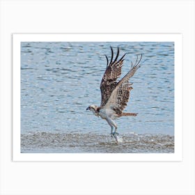 Osprey Catching Fish Art Print