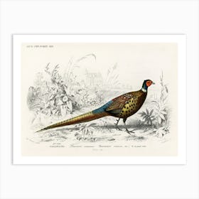 Ring Neckrd Pheasant (Phasianus Colchicus), Charles Dessalines D'Orbigny Art Print