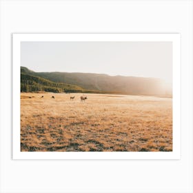 Arizona Elk Meadow Art Print