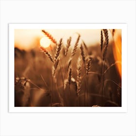 Rye At Sunset Art Print