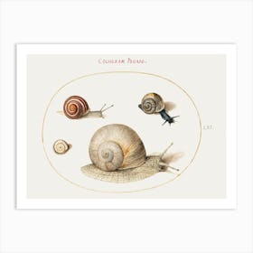 Four Snails (1575–1580), Joris Hoefnagel Art Print