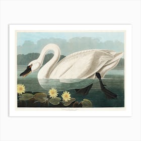 Common American Swan, Birds Of America, John James Audubon Art Print