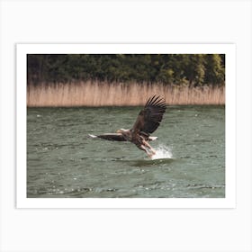 Sea Eagle Flying Art Print