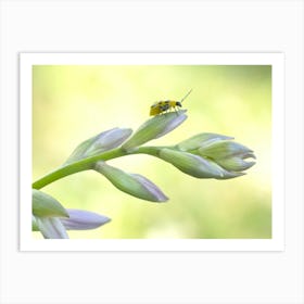 Cucumber Beetle on Hosta Art Print