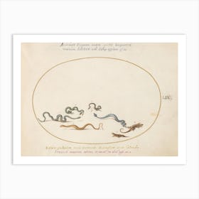 Animalia Qvadrvpedia Et Reptilia, Joris Hoefnagel (7) Art Print