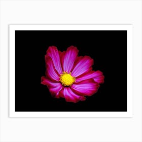 Cosmos Flower Art Print