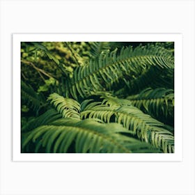 Ferns Art Print