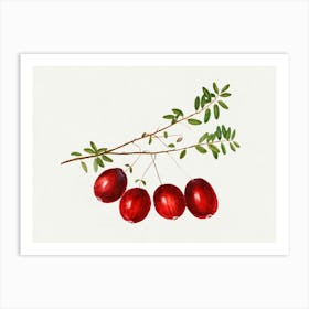 Pomegranate 7 Art Print