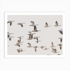 Flock Of Beach Seagulls Art Print