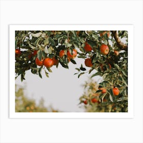 Apple Orchard Scenery Art Print