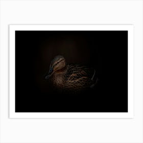 Brown Duck In The Dark Art Print