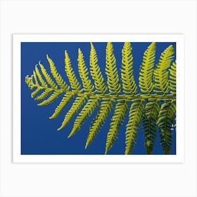 Fern Leaf 5 Art Print