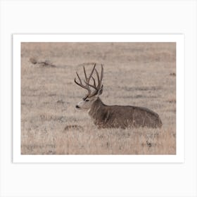 Mule Deer Resting Art Print