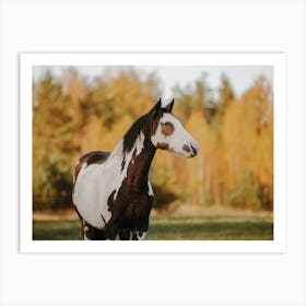 Paint Horse In Autumn Art Print