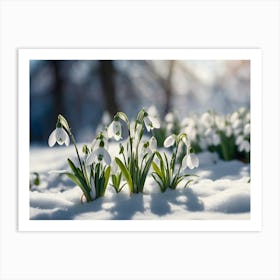 Snowdrops In The Snow 1 Art Print