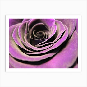 Purple Rose Art Print