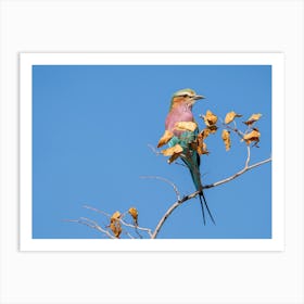 Lilac-Breasted Roller At Etosha National Park Namibia Affiche