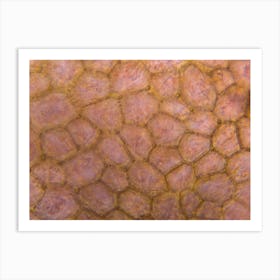 Tomato Under The Microscope 5 Art Print