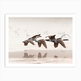 Goose Taking Flight Art Print