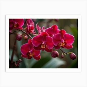 Red Orchids In Full Bloom Contrasting Sharply Against A Serene Backdrop Mid Explosion Motion Captu Art Print